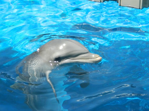 One of the female dolphins