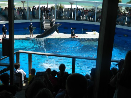 One of the male dolphin's performing