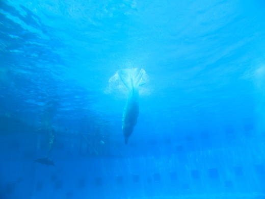 A view from below as he enters the water