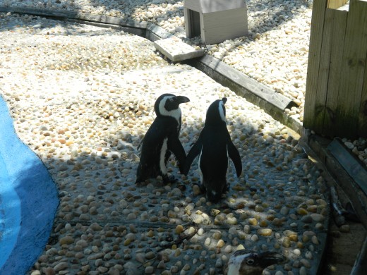 Penguin love!