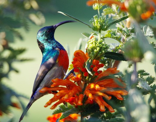 The gorgeous double-collared sunbird Cinnyris after loves taking nectar from the thin tubes of the flowering plants. Photo: Matt Feierabend