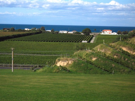 A view of Hawkes Bay from Esk Valley Estate
