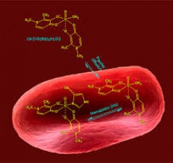 Interaction of the Antidiabetic Vanadium Compounds with Hemoglobin and Red Blood Cells