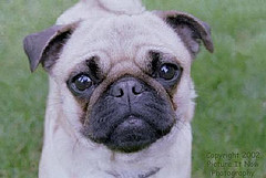 Who doesn't love a face like this???