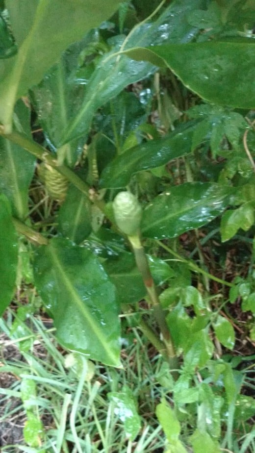 Pine Cone Ginger More Than Just A Pretty Face In Your Yard Dengarden   13117509 F520 