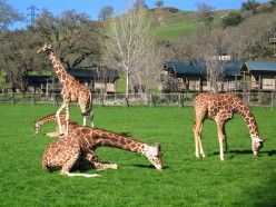 Safari West: The most authentic safari experience outside of Africa