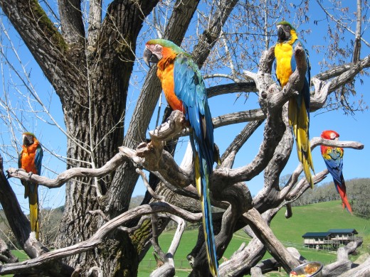 Stunning parrots