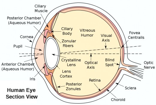 Detached Retina Symptoms: A Patient's Point of View | HealDove