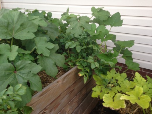 More volunteer vines, some volunteer potatoes, and there's an okra hiding in there.