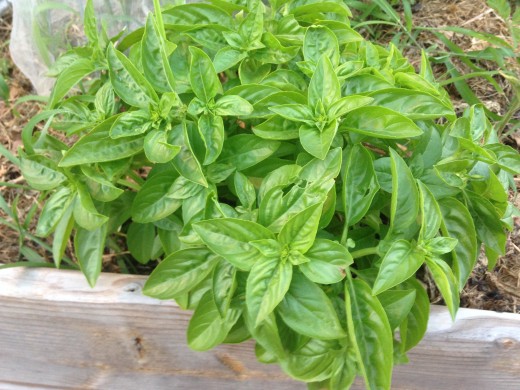 Basil going crazy.