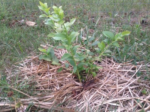 "Duke" Blueberry