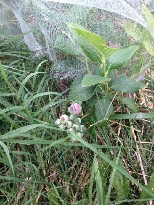 A few more berries!