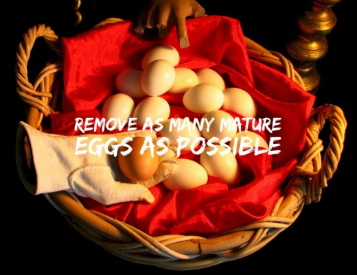  It is usual to remove as many mature eggs available