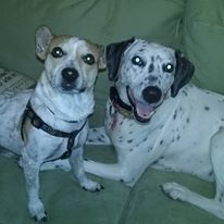 My babies