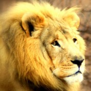 shravan mishra profile image