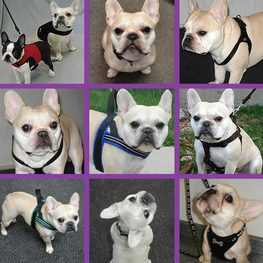 Teddy (French Bulldog) has a wardrobe that's changed over the years.