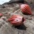 Sea shells by Anna Gunnarsdottir Materials used are wool, copper wire, iron rods. Sea shells by Anna Gunnarsdottir Materials used are wool, copper wire, iron rods.