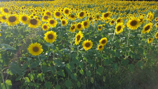 Sunflowers rotate to face the sun throughout the day.