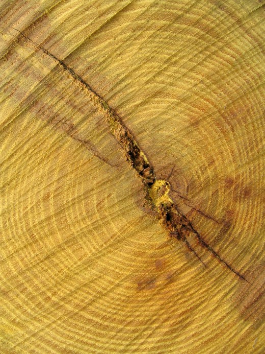 Cut Hedge(Osage Orange) Log Prior to Splitting