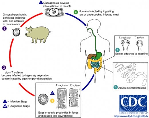 The life cycle of the Pork TapeWorm