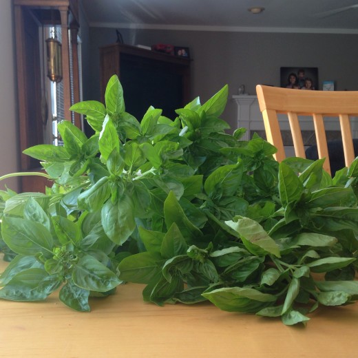 This basil became my first pesto. Delicious but needed more pine nuts.