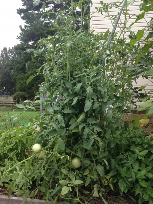 Several tomato plants hugging each other for life. (Note the basil is abundant as well.)