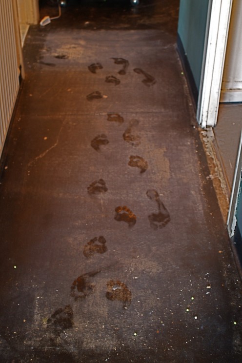 Footprints in the newlywed couple's dwelling is a good way to create stress