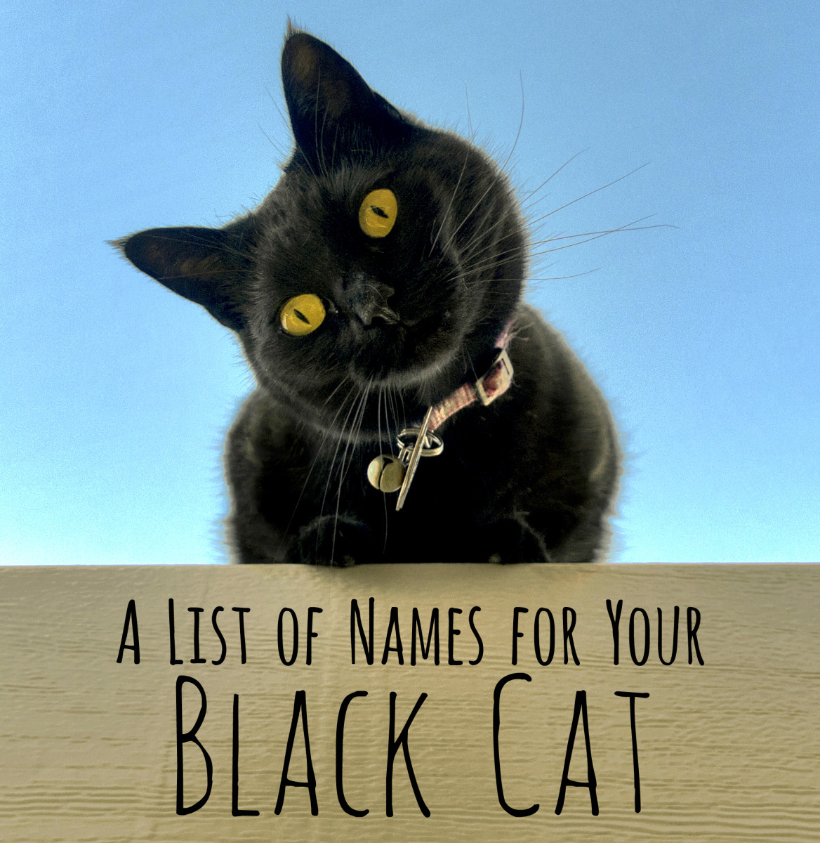 Cool, Unique, and Creative Names for Your Black Cat