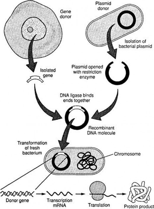 a recombined bacterium production by foreign gene leading to protein synthesis using recombinant DNA
