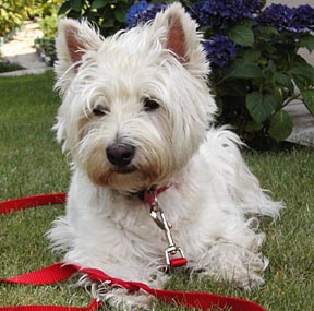 West Highland White Terrier
