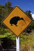 Bumble Town - NZ: Secret Ram Signs: Off The Beaten Track With Huge Kiwi Sheep.