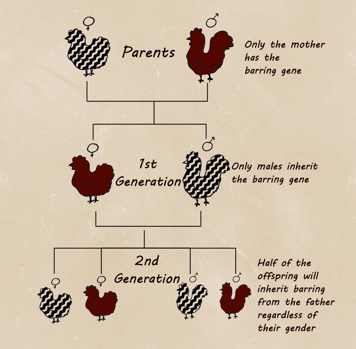 This chart demonstrates how the barring gene is passed down in a sexlink breeding project.