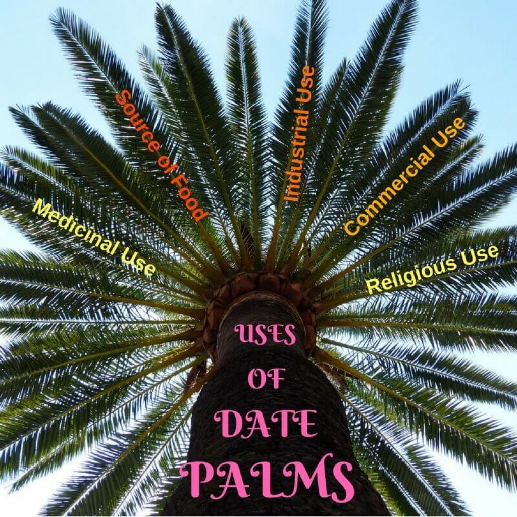 The Benefits And Uses Of Date Palms Hubpages