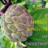 Uses and Health Benefits of Sweetsop or Sugar Apple Trees