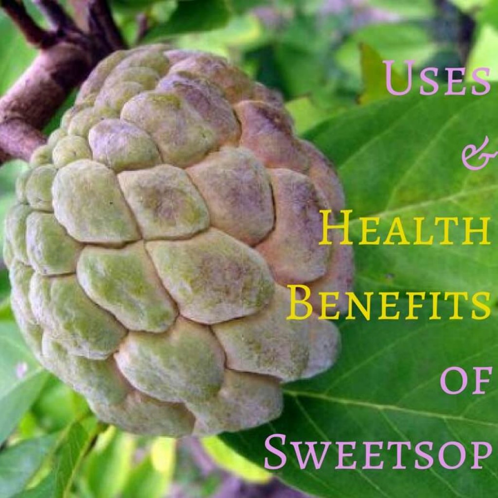 Uses and Health Benefits of Sweetsop or Sugar Apple Trees HubPages