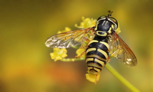 A hoverfly sitting on a flower could be mistaken for a honey bee.