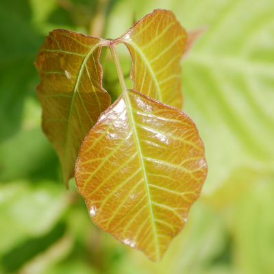 Poison Ivy