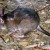 Giant rats invaded not only prisons, but elite suburbs in the Western Cape 