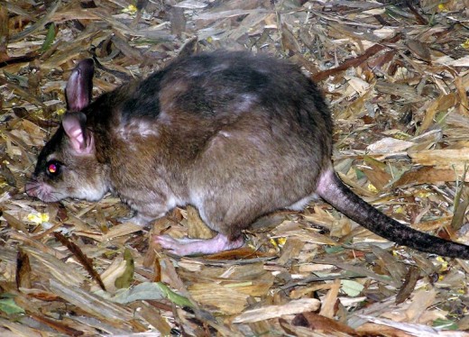 Giant rats invaded not only prisons, but elite suburbs in the Western Cape 