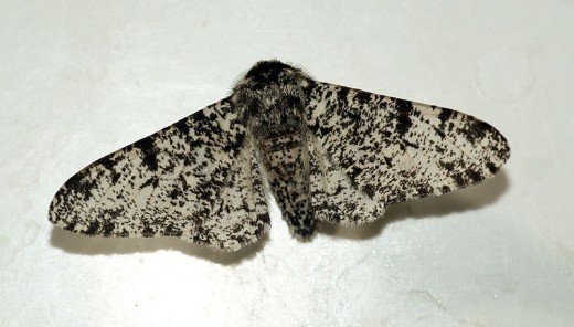 The typica form of the peppered moth seen here was the most common form of the peppered moth in Britain prior to the industrial revolution.