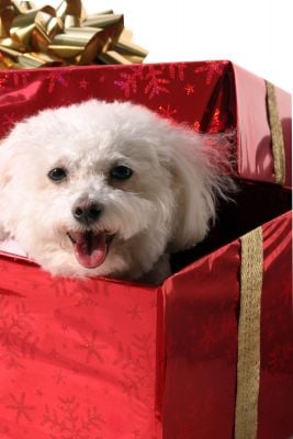 Dogs do NOT make good gifts!
