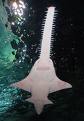 Sawfish