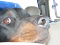 How to Treat Heatstroke in Dogs