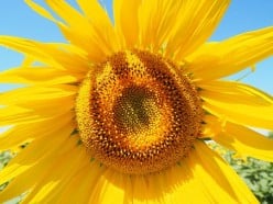 Sunflower So Smiley