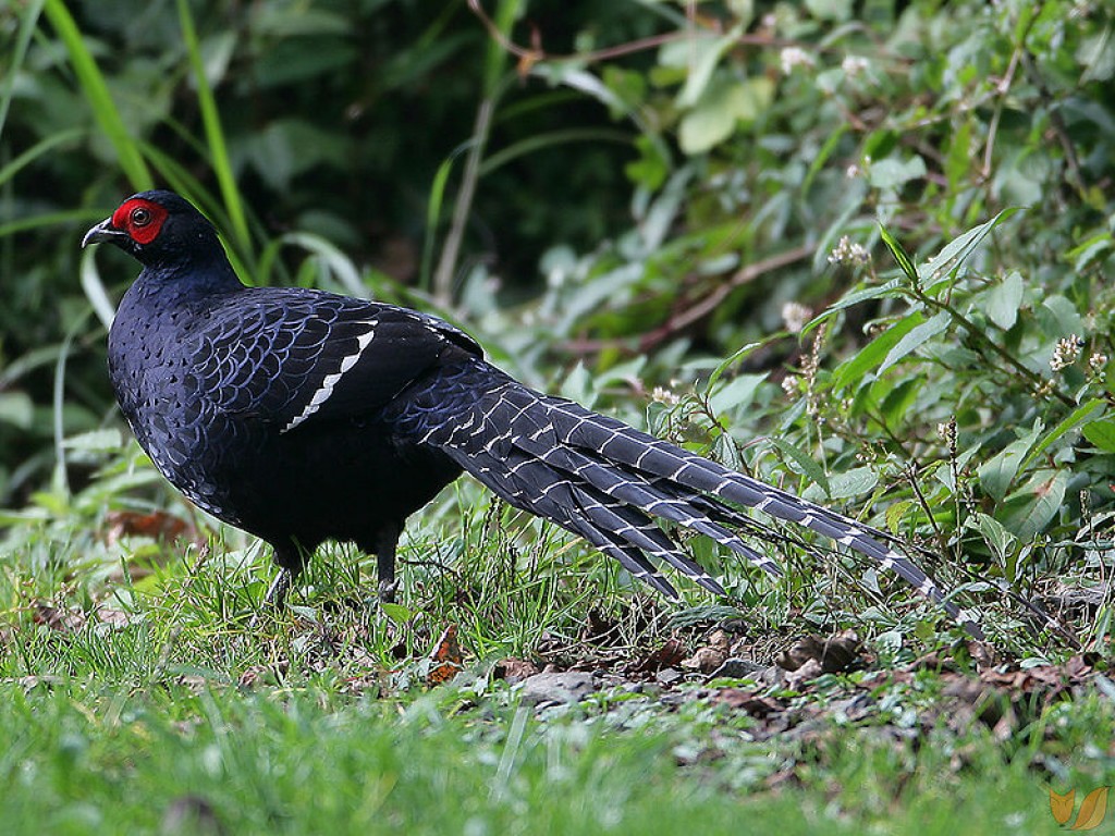 Taiwan's Native Birds | hubpages