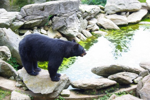Black bears are usually afraid of humans.