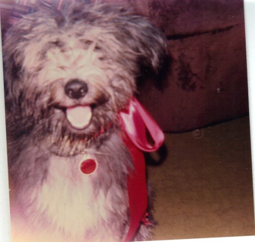 Kibbles hosting a party, 1982
