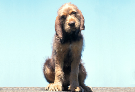 the otterhound — Kibbles’ ancestry?