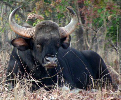 Bison At Pench National Park 