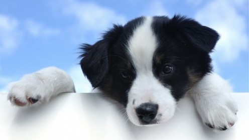 Border Collie Puppy